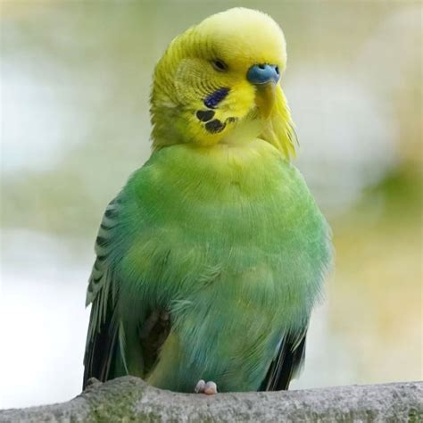 Would a Medium Size Parrot from Brazil Adopt a Small Parrot from Oz, the Land Down Under ...