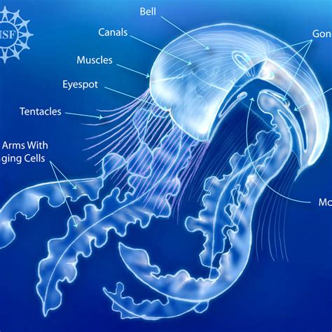 Anatomy of a "true" jellyfish (class Scyphozoa). Courtesy of the... | Download Scientific Diagram