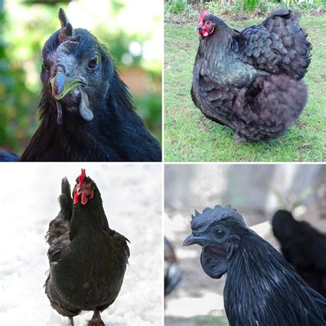 23 Adorable Black Chicken Breeds To Raise