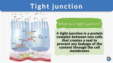 Tight junction - Definition and Examples - Biology Online Dictionary