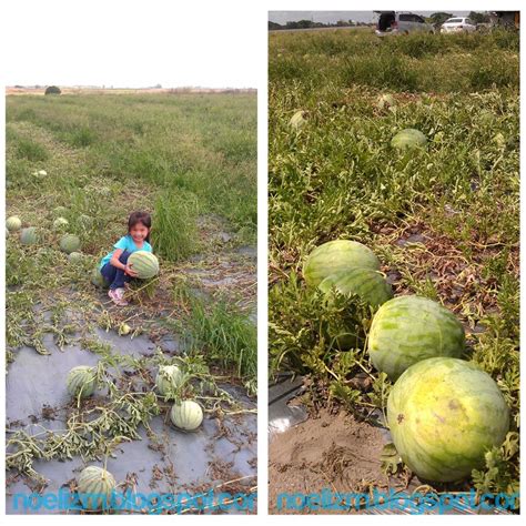 A Visit to a Watermelon Farm | Noelizm