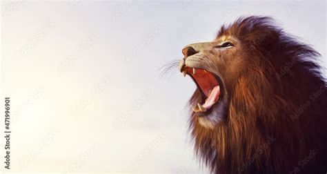 Lion roaring portrait at sunset Stock Illustration | Adobe Stock