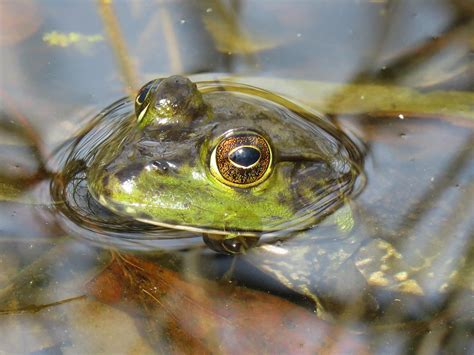 Creature Feature: American Bullfrog - Raritan Headwaters