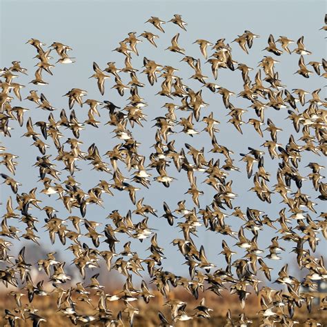 Dunlin – California Ricelands Waterbird Foundation