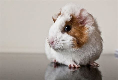 Guinea Pig Wallpapers - Wallpaper Cave