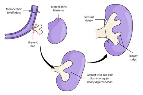 1 Anterior Neurospora Images, Stock Photos, 3D objects, & Vectors | Shutterstock