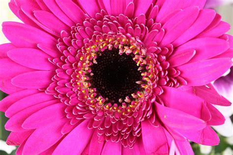 Pink Gerbera Free Stock Photo - Public Domain Pictures