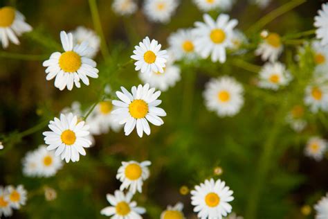 Tiny Chamomile Flowers Free Stock Photo - Public Domain Pictures