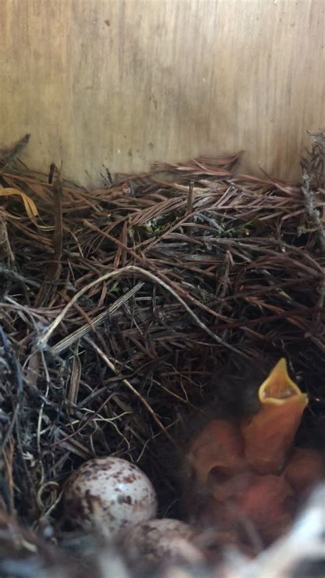 Prothonotary Warbler nest box project: 2022 update — Delta Wind Birds