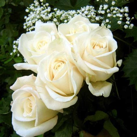 Jual Biji Benih Bibit Bunga Mawar Putih / White Rose - Kota Semarang - Jogja Florist | Tokopedia