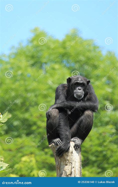 West african chimpanzee stock photo. Image of sitting - 25336140