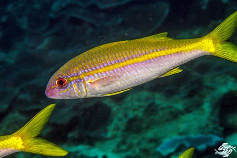 Yellowfin Goatfish- Facts and Photographs | Seaunseen