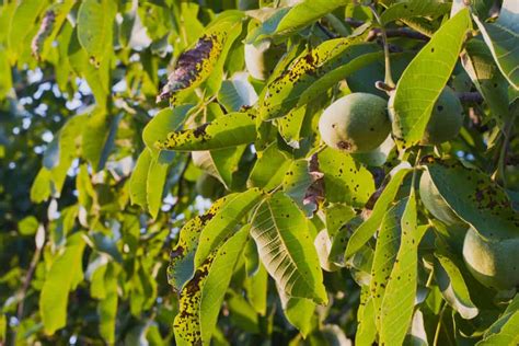 12 Common Almond Tree Pests and Diseases and How to Get Rid of Them