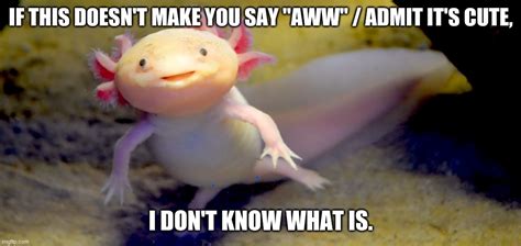 Axolotl Memes Clean