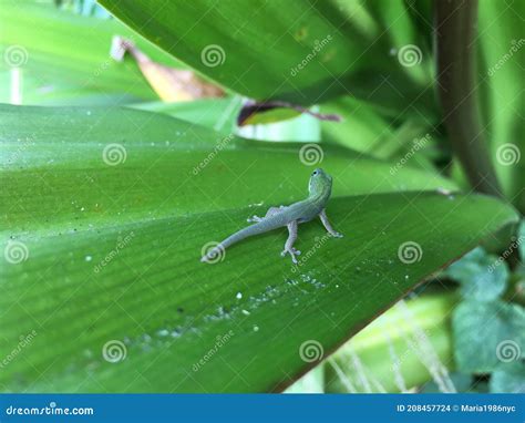 Baby Gold Dust Day Gecko in Winter in Lihue on Kauai Island, Hawaii. Stock Photo - Image of ...