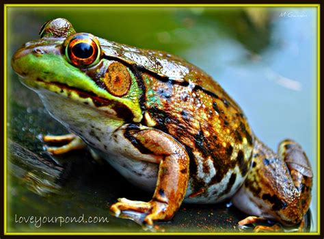 FROGS AND BACKYARD WATER GARDEN PONDS - Full Service Aquatics