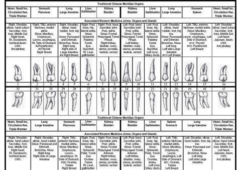 Dentistry Health: Tooth Meridian Chart