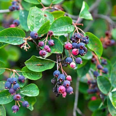 Autumn Brilliance Serviceberry - Grasshopper Gardens