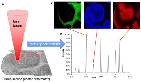 Mass spectrometry imaging - Alchetron, the free social encyclopedia