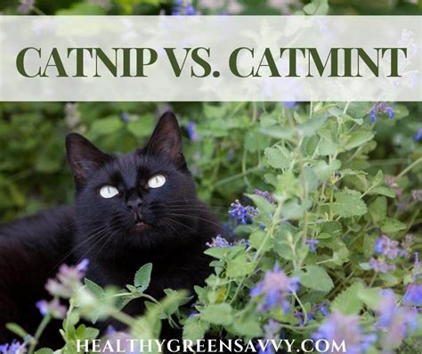 Catnip vs Catmint, Plus 9 Catnip Benefits for Humans