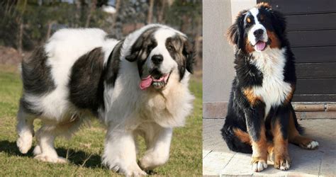 Pyrenean Mastiff vs Mountain Burmese - Breed Comparison