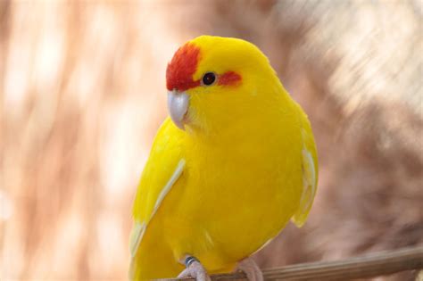 Yellow Parrot by barbarabm on DeviantArt