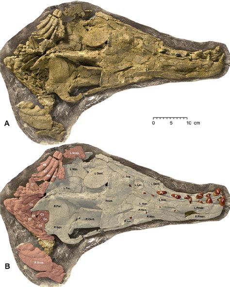 Skull of Maiacetus inuus (GSP-UM 3475a; female). Skull in dorsal view... | Download Scientific ...