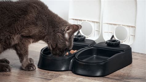 7 Best Automatic Wet Cat Food Feeders in 2021