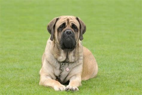 English Mastiff Pictures | Wallpapers9