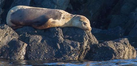 Wildlife in the Pacific Northwest Photo Gallery | Island Adventures