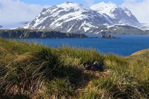 Flowers in Antarctica