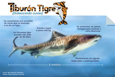 Estudio analizará el comportamiento del tiburón tigre en la Isla del Coco