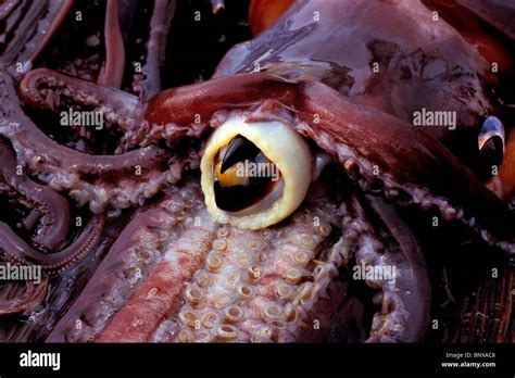 Jumbo or Humboldt squid, Dosidicus gigas, Sea of Cortez, Mexico Stock Photo: 30697080 - Alamy