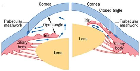 Figure 7B. [A schematic diagram of the...]. - Webvision - NCBI Bookshelf