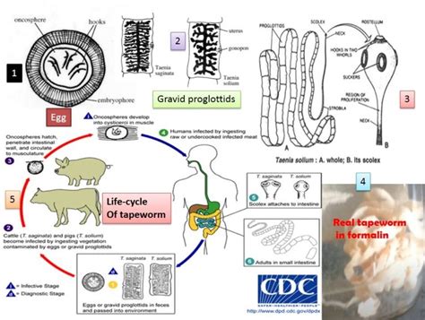 Tapeworm: Introduction, Morphology, Life Cycle, Mode Of Infection, Patho