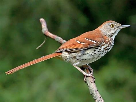 Brown Thrasher Identification, All About Birds, Cornell Lab of Ornithology in 2021 | Brown ...