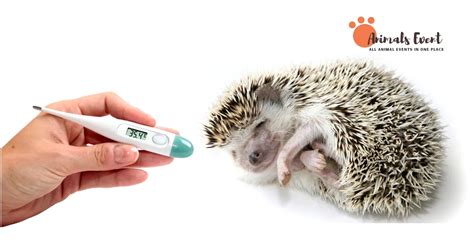 Wobbly Hedgehog Syndrome: Understanding, Managing, And Caring For Affected Hedgehogs - Animals Event