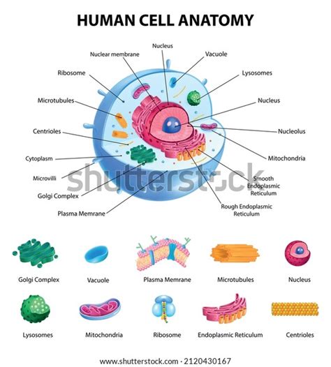 Human Cell Anatomy Infographics Realistic Educational Stock Vector (Royalty Free) 2120430167 ...