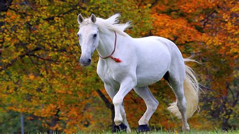 Lipizzan Horse Desktop Wallpaper Hd Widescreen Free Download | Fondo de pantalla de caballo ...