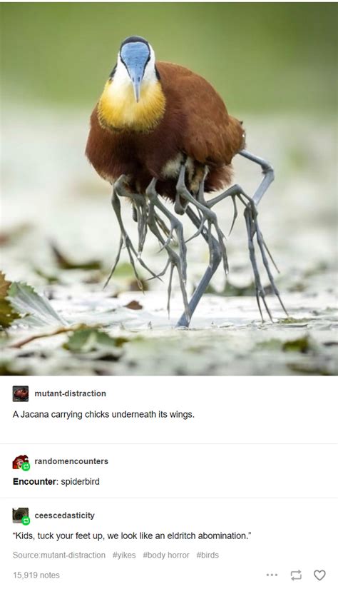 Just winging it : r/tumblr