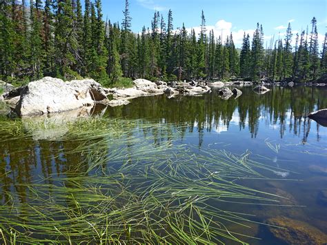 Reeds on Chipmunk Lake: Ypsilon and Spectacle Lakes, Rocky Mountain ...