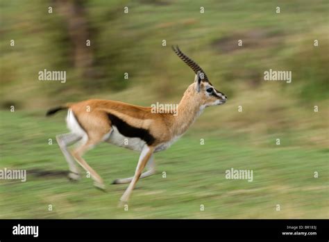 Thomson's gazelle running (Gazella thomsoni), Serengeti National Park, Tanzania Stock Photo - Alamy