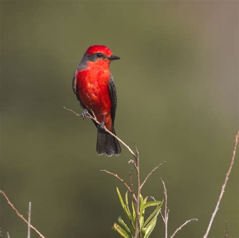 Vermilion Flycatcher | San Diego Bird Spot