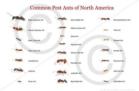 Texas Ant Identification Chart