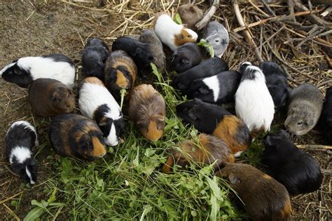 Guinea pigs eating grass free image download