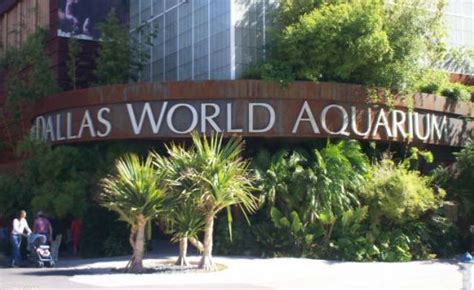 Discover Dallas World Aquarium, One of the Most Popular Things To Do in ...