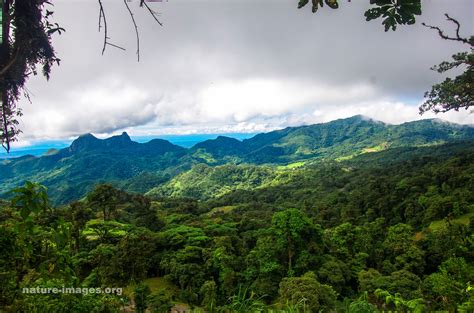 K5 Mountain Rainforest Panama: Pentax SLR Talk Forum: Digital Photography Review