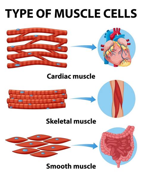 Type of muscle cells chart 1424590 Vector Art at Vecteezy