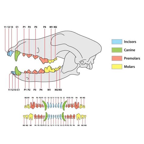 Dog Teeth: Everything You Need To Know - IMP WORLD