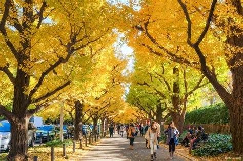 Autumn 2013: Meiji-jingu Gaien Park’s Ginkgo Avenue – Lakbayer